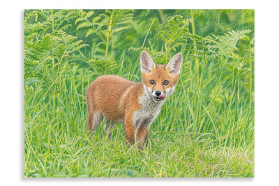 Hungry Fox Cub